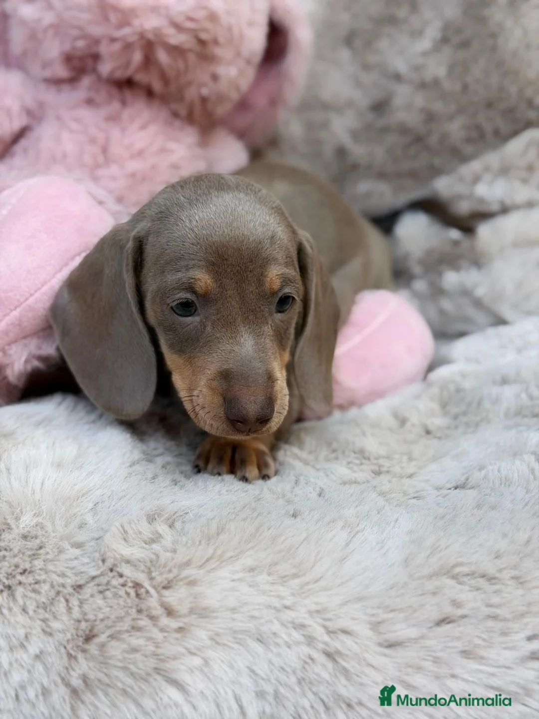 Teckel Miniatura perros en venta: TECKEL ISABELLA - Anuncio 6