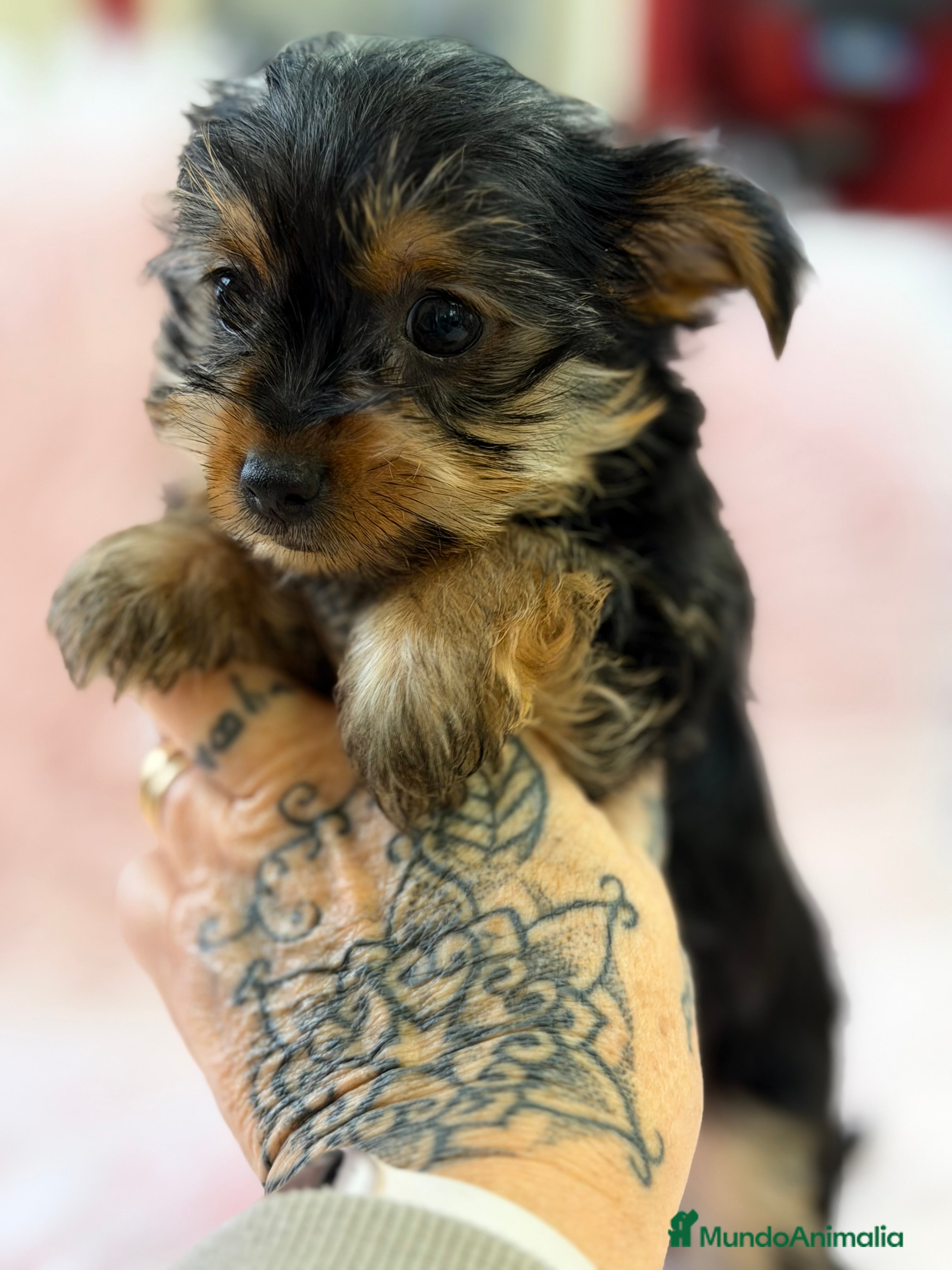 Yorkshire Terrier perros Yorkshire Toy hembra  - Anuncio 2