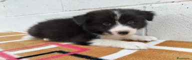 Border Collie negro