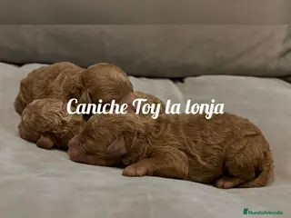 Caniche Toy perros caniche toy rojo - Anuncio 35