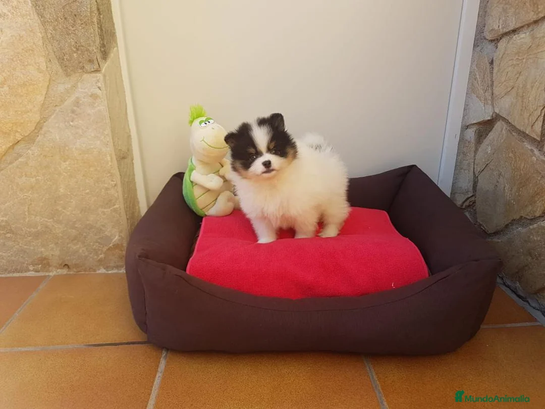 Pomerania perros en venta: Lulú de Pomerania - Anuncio 5