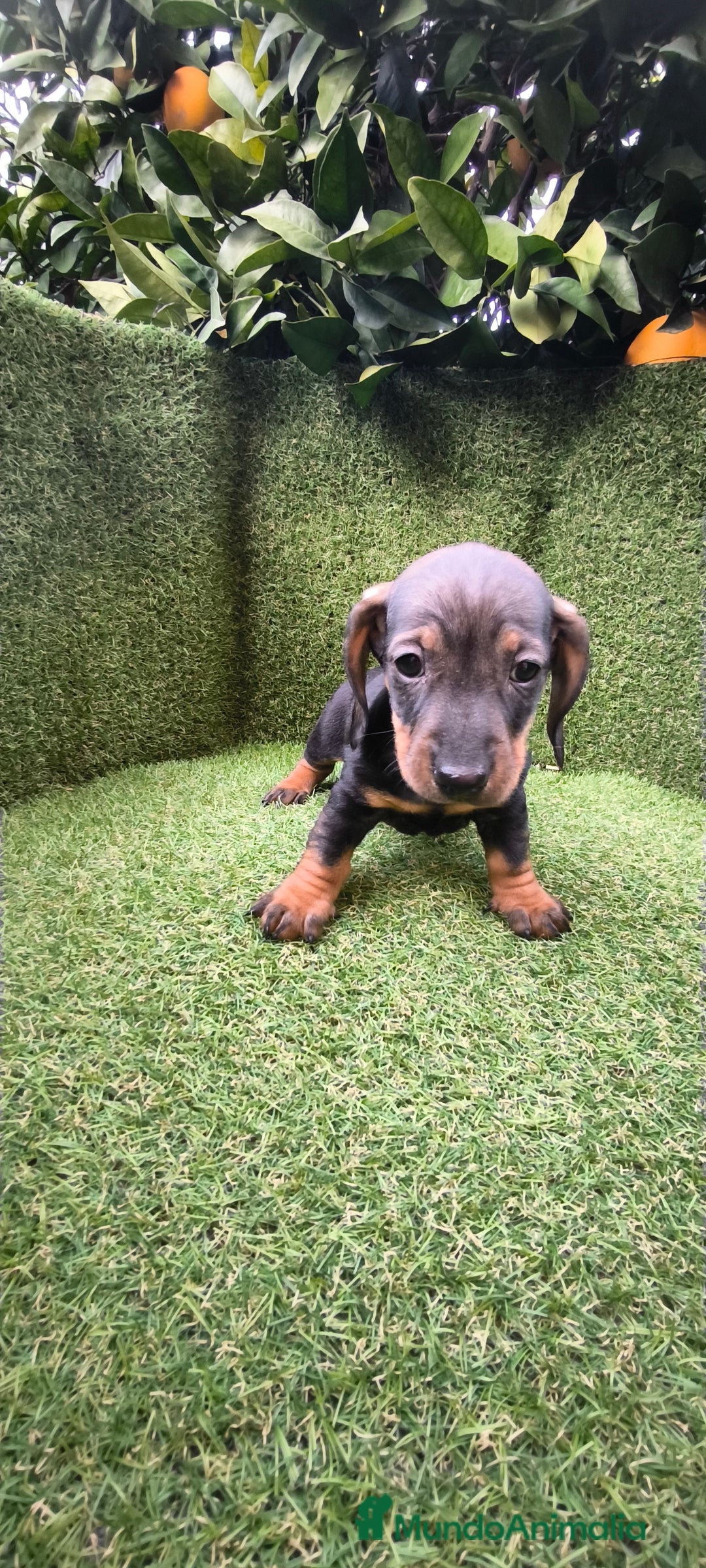 Teckel Miniatura perros en venta: camada teckel arlequín y todos los colores  - Anuncio 22