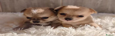 Chihuahua 2