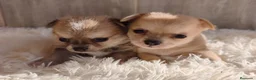 Chihuahua perros en venta: CHIHUAHUA - Anuncio 2