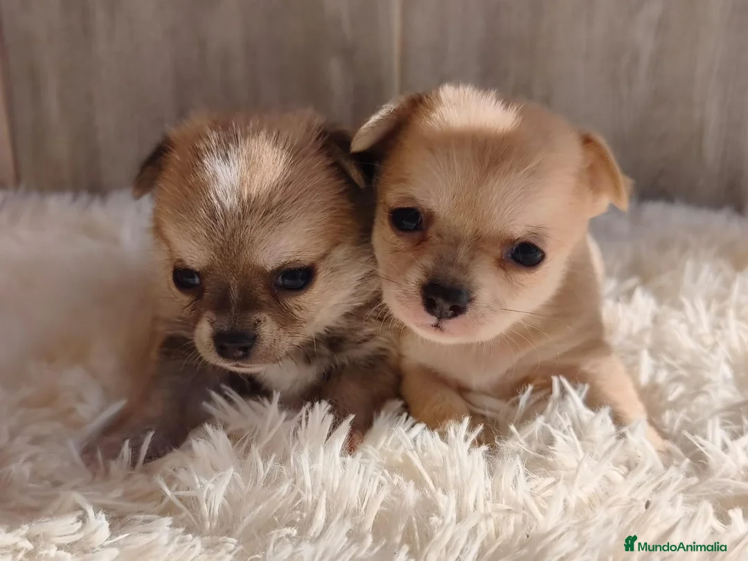 Chihuahua perros en venta: CHIHUAHUA - Anuncio 2