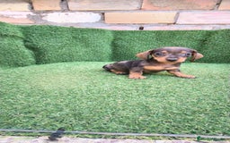 Teckel Miniatura perros en venta: teckel miniatura arlequin - Imagen 3