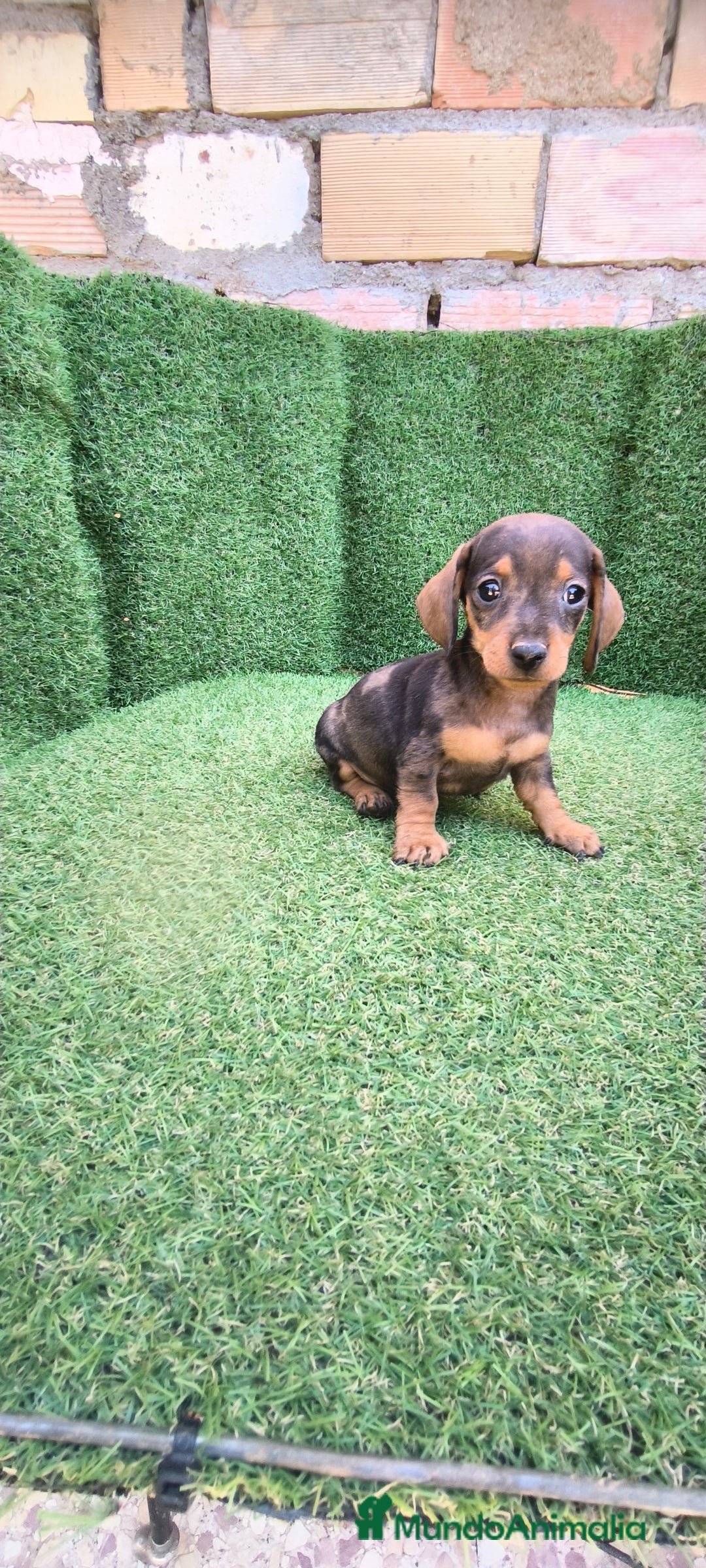 Teckel Miniatura perros en venta: teckel miniatura arlequin - Imagen 3
