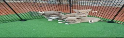 Chihuahua perros en venta: Exclusivos cachorros de chihuahua - Anuncio 8