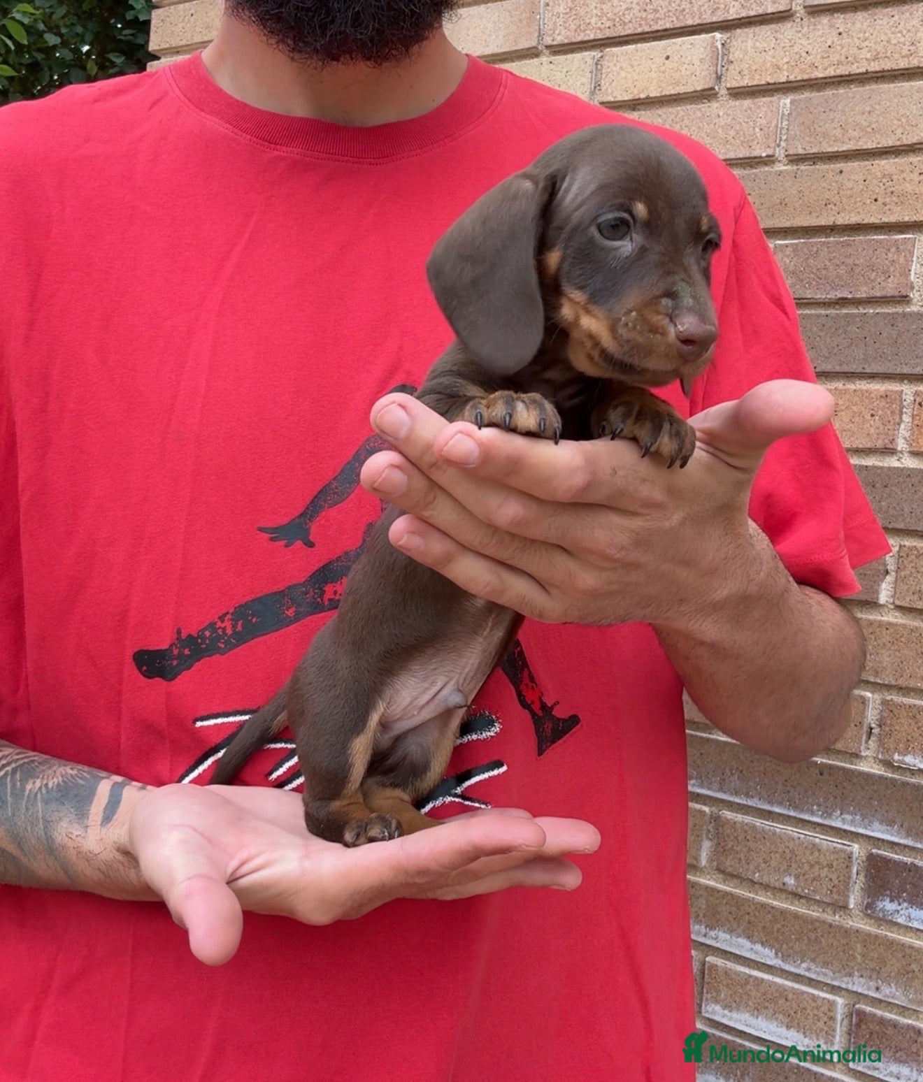 Teckel perros TECKEL KANINCHEN TECKEL DEL PALMERAL  - Anuncio 4
