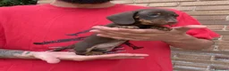 Teckel perros en venta: TECKEL KANINCHEN TECKEL DEL PALMERAL  en Valencia - Anuncio 1