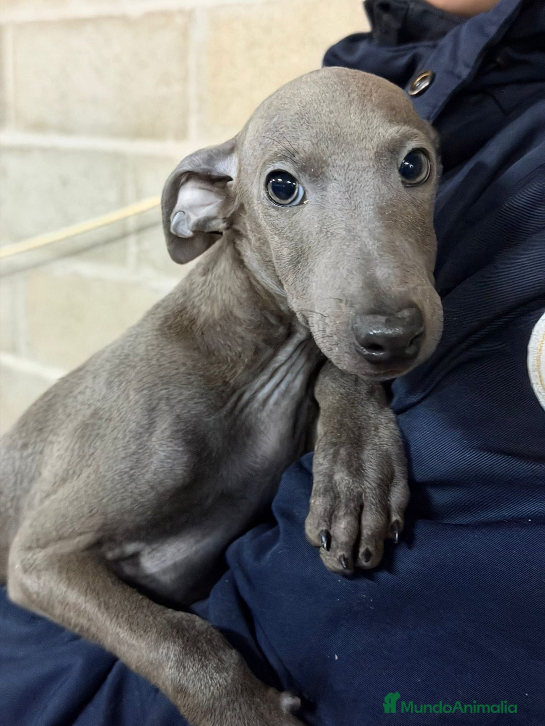 Pequeño Lebrel Italiano perros en venta: PICCOLO ITALIANO BLUE - Anuncio 1