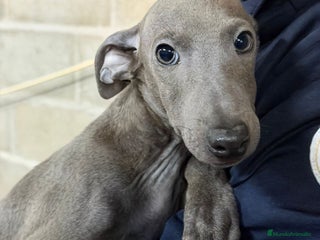 Pequeño Lebrel Italiano perros PICCOLO ITALIANO BLUE - Anuncio 4