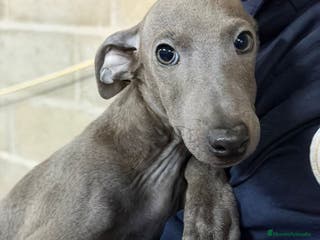 Pequeño Lebrel Italiano perros PICCOLO ITALIANO BLUE - Anuncio 2