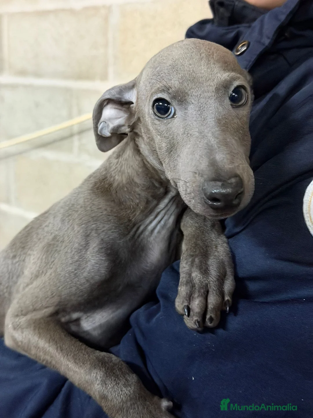 Pequeño Lebrel Italiano perros en venta: PICCOLO ITALIANO BLUE - Anuncio 1