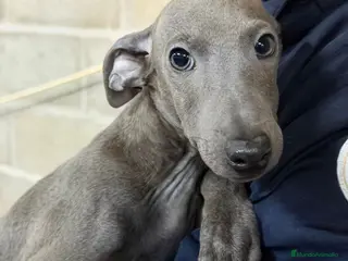 Pequeño Lebrel Italiano perros PICCOLO ITALIANO BLUE - Anuncio 4