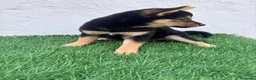 Shiba Inu perros en venta: Shiba Inu - Anuncio 8