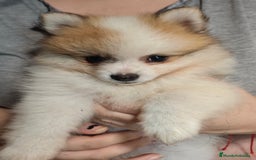 Pomerania perros en venta: Criadas en habiente familia  - Imagen 4