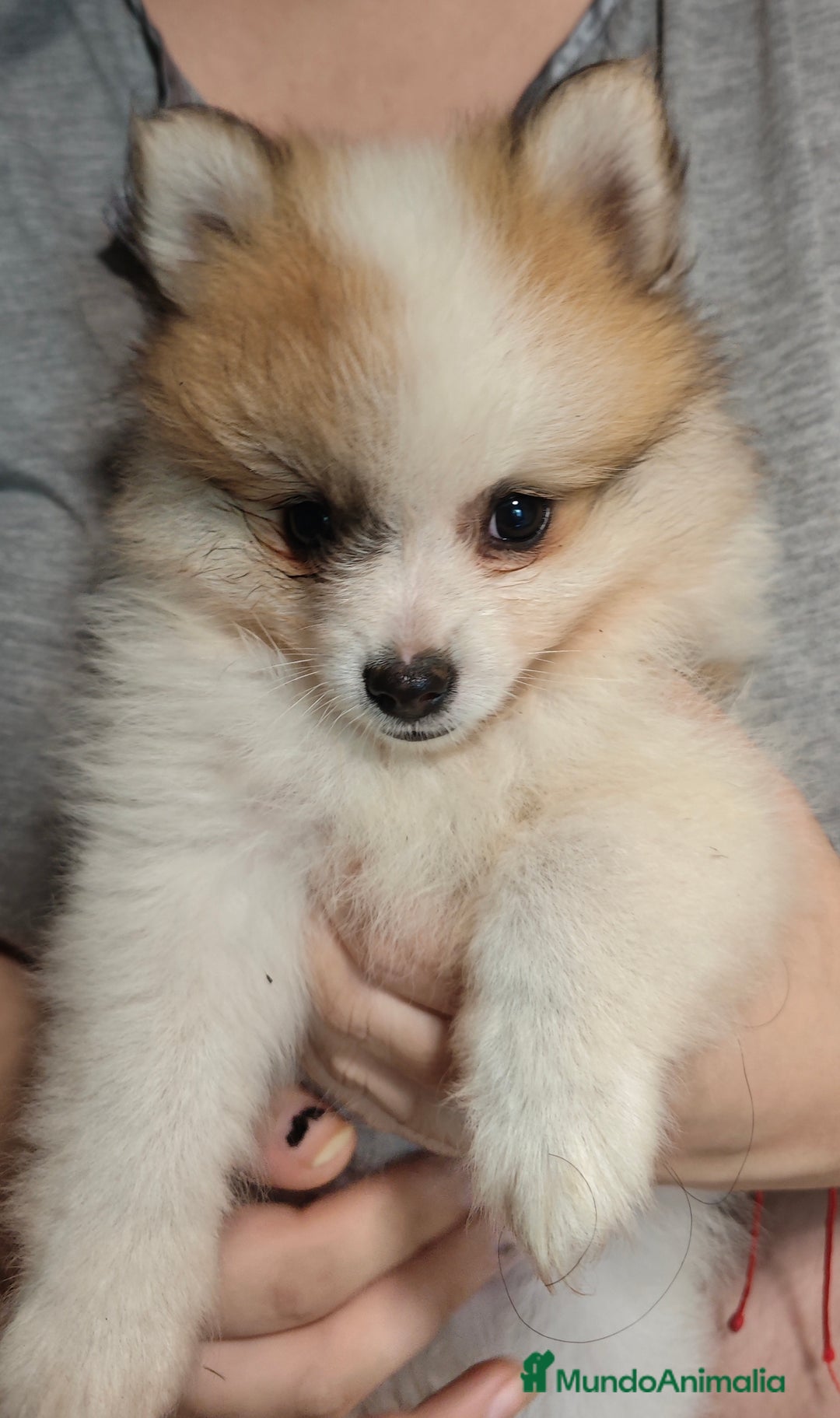 Pomerania perros en venta: Criadas en habiente familia  - Imagen 4