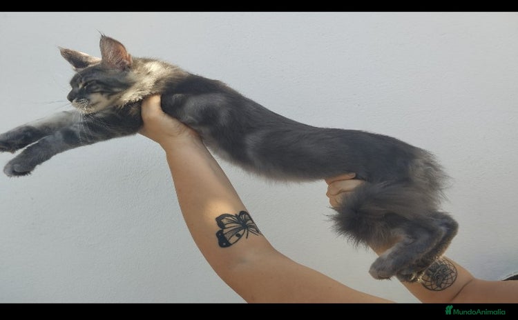 Maine Coon gatos - Anuncio 1