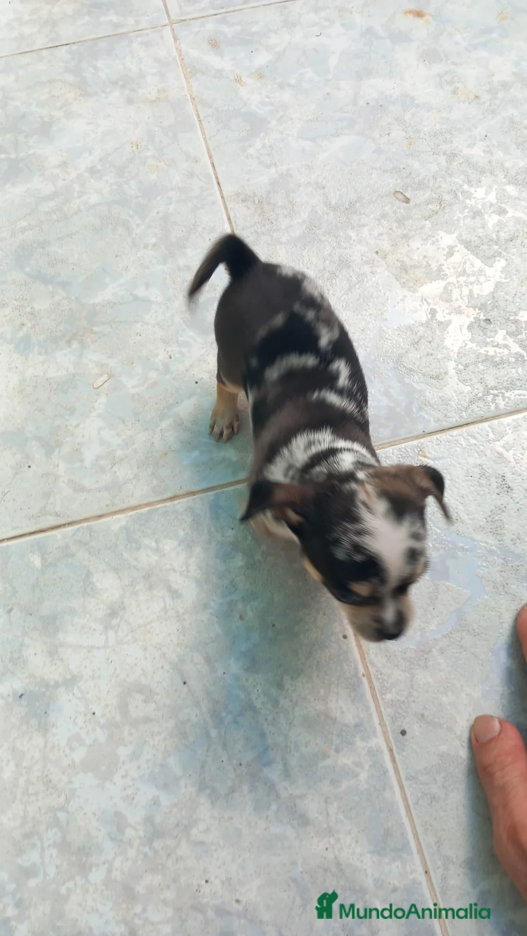 Chihuahua perros en venta: Chihuahua toys disponible  - Anuncio 2
