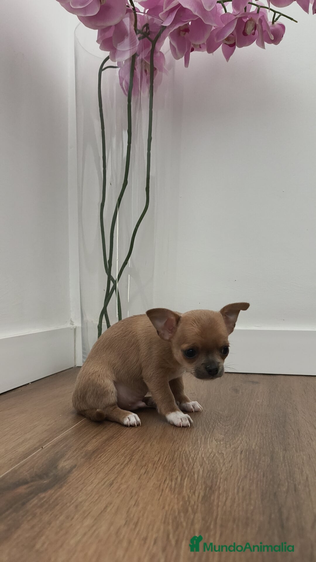 Chihuahua perros Chihuahua Toy ♂️ - Anuncio 2