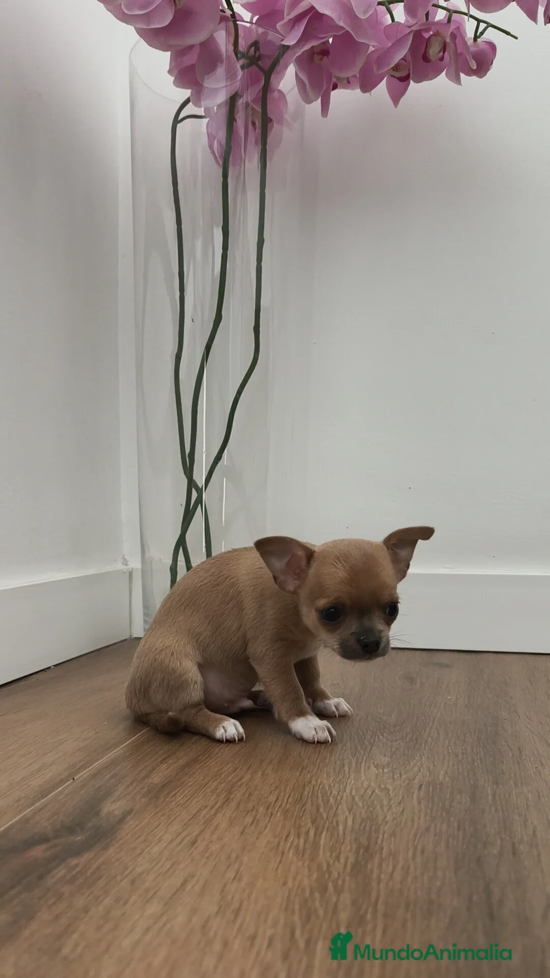 Chihuahua perros en venta: Chihuahua Toy ♂️ - Anuncio 2