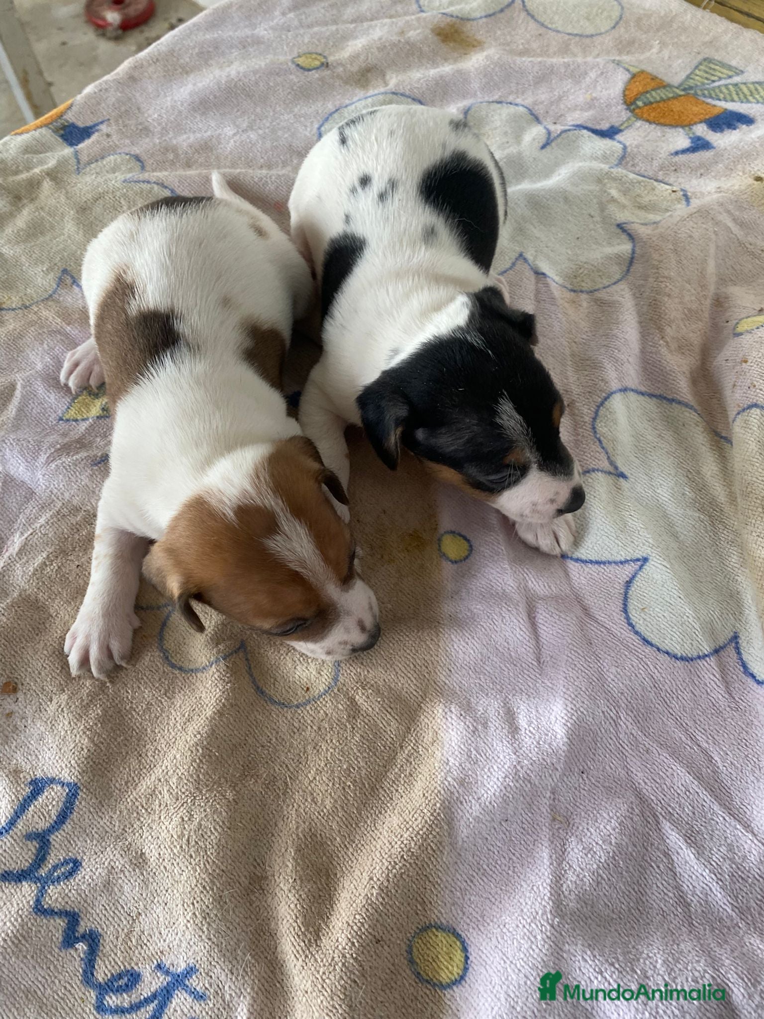 Jack Russell Terrier perros JAC RUSSELL TERRIER  - Anuncio 2
