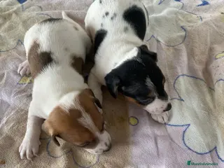 Jack Russell Terrier perros JAC RUSSELL TERRIER - Anuncio 2