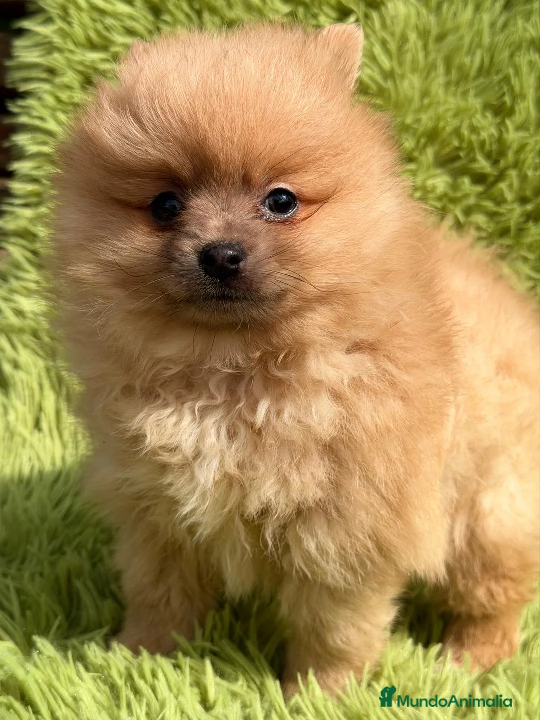 Pomerania perros en venta: POMERANIA OSITOS DISPONIBLES - Anuncio 2