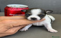 Chihuahua perros en venta: Chihuahuas mis nuevos pequeños - Imagen 6
