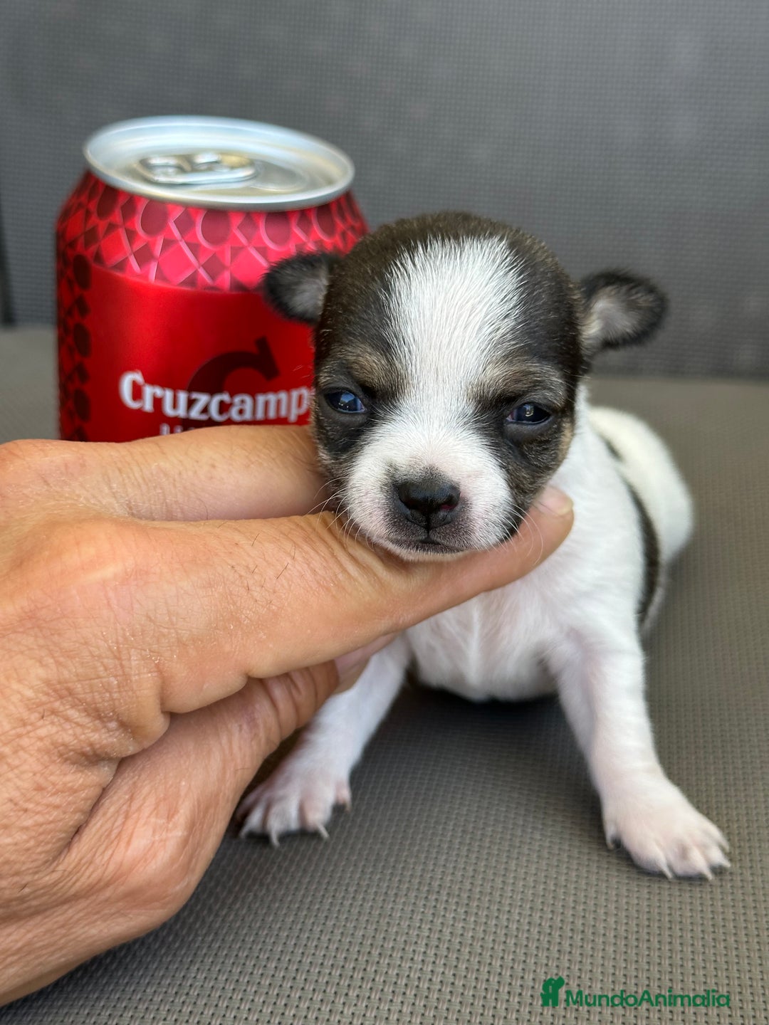 Chihuahua perros en venta: Chihuahuas mis nuevos pequeños - Imagen 6