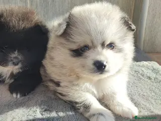 Spitz pequeño - Kleinspitz perros SPITZ ALEMAN MERLE - Anuncio 1