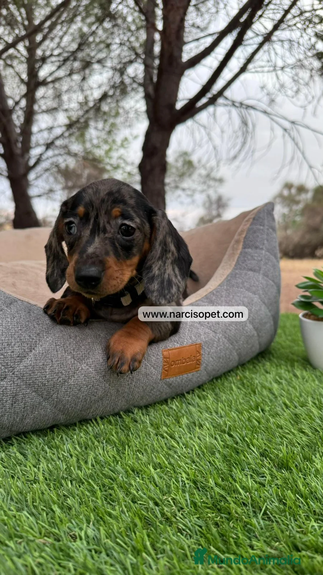 Teckel perros en venta: VENTA DE TECKEL NEGRO Y PLATA  en Asturias - Anuncio 2