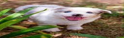 Pastor Australiano perros en venta: Cachorros e Pastor Australiano  - Anuncio 6