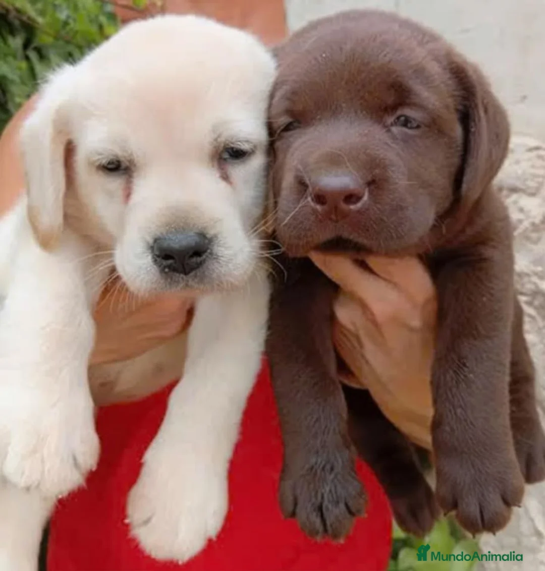 Labrador Retriever perros en venta: Labrador Retriever - Anuncio 2
