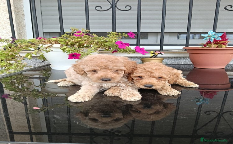 Maltipoo perros - Anuncio 1