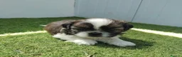 Shih Tzu perros en venta: shih tzu - Anuncio 4