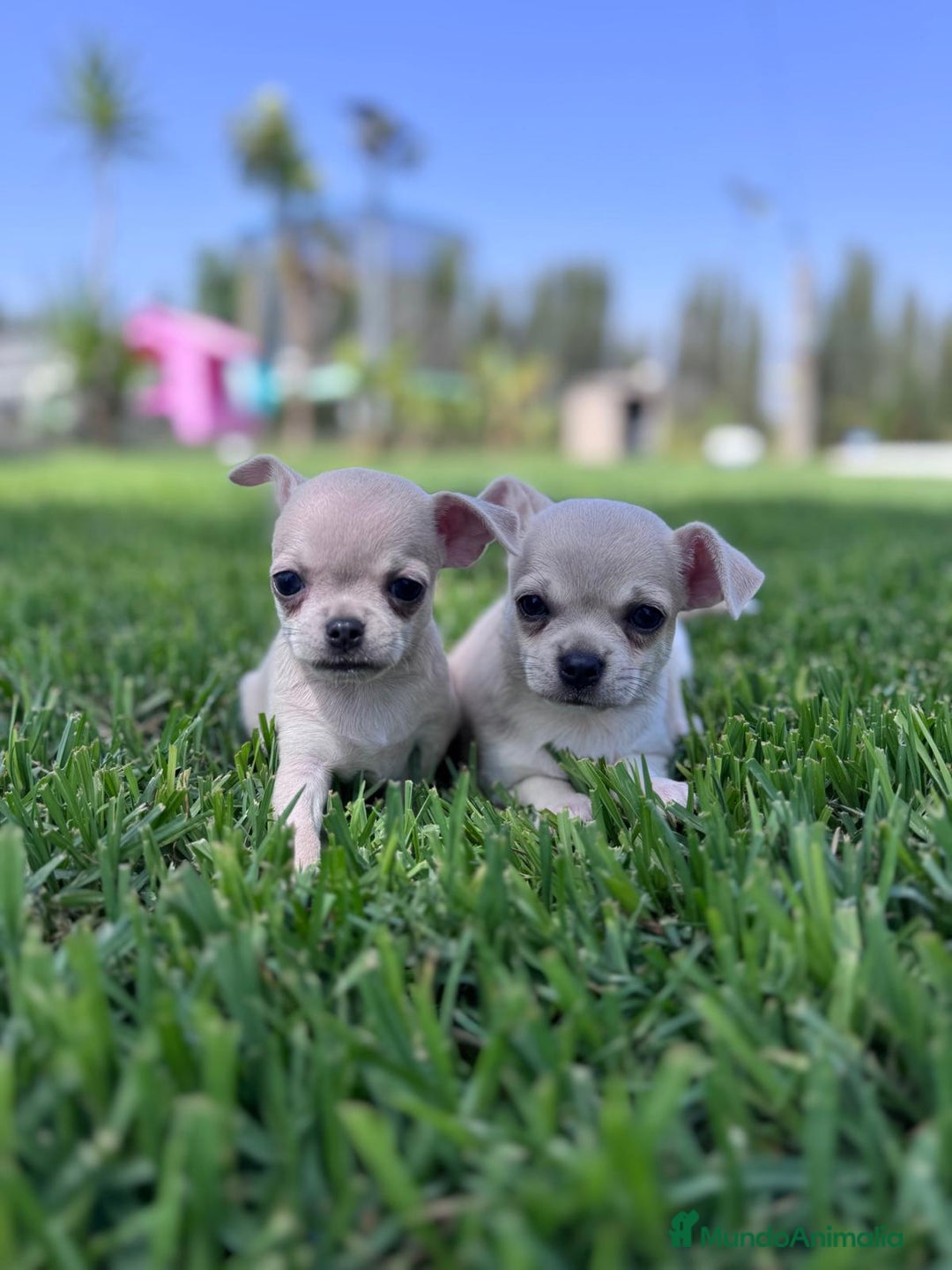 Chihuahua perros en venta: CHIHUAHUA MACHO - Imagen 8
