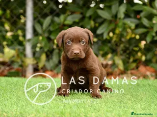 Labrador Retriever perros Labrador retriever color chocolate disponibles. - Anuncio 1