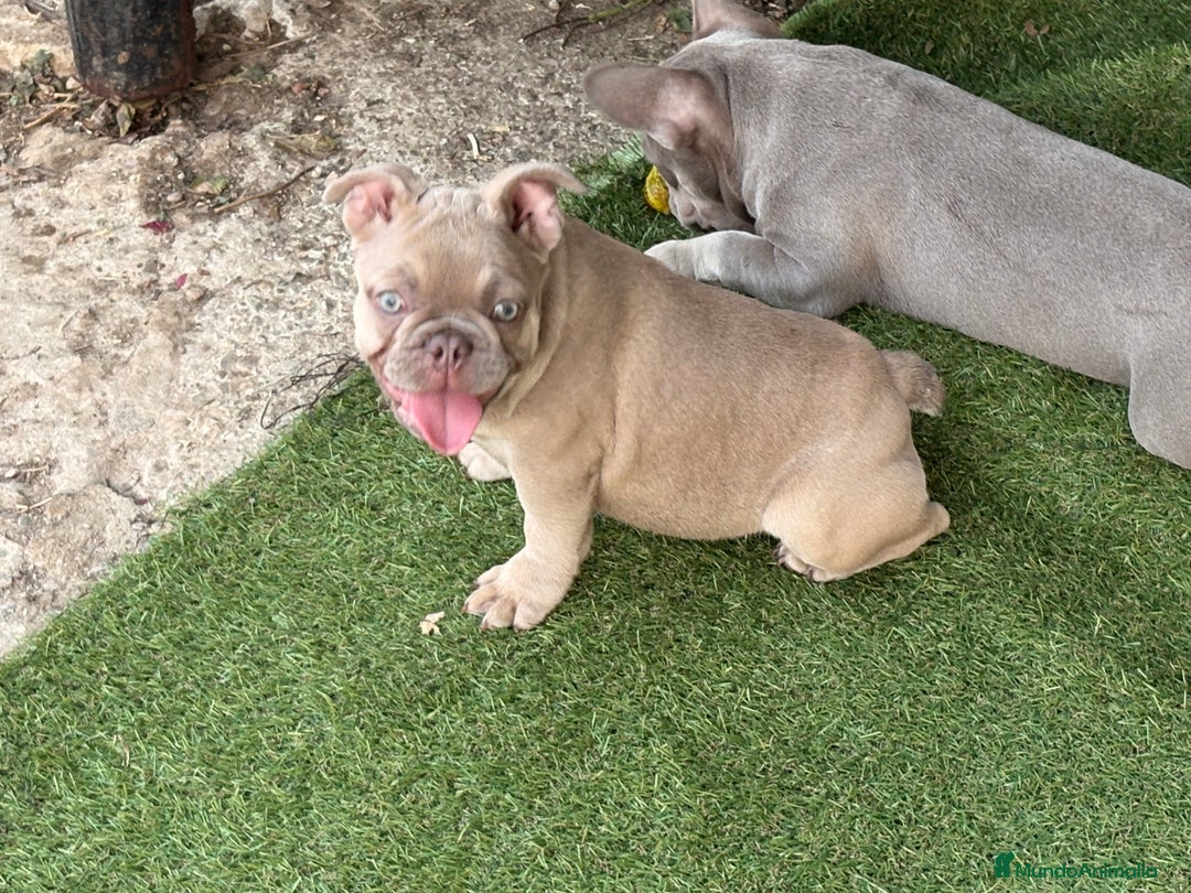Bulldog Francés perros en venta: Preciosos Bulldog francés  - Imagen 28