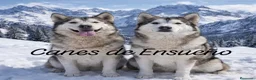 Alaskan Malamute perros en venta: Hembras de Alaskan Malamute  - Anuncio 1