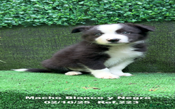 Border Collie perros en venta: BORDER COLLIE - Anuncio 3