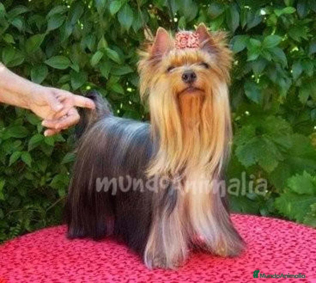 Imagen de galería {{count}}