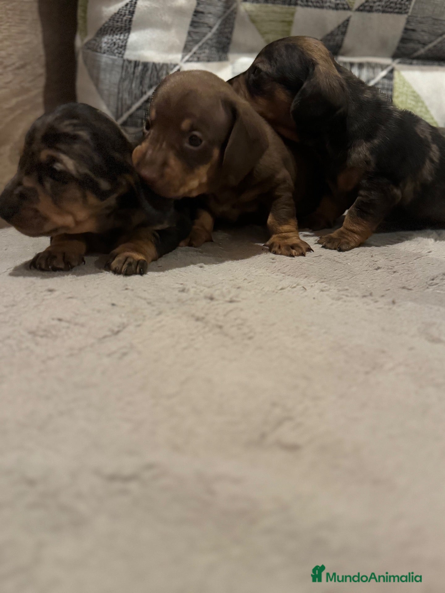 Teckel perros en venta: Nueva Camada de Teckel 🐶 - Anuncio 1