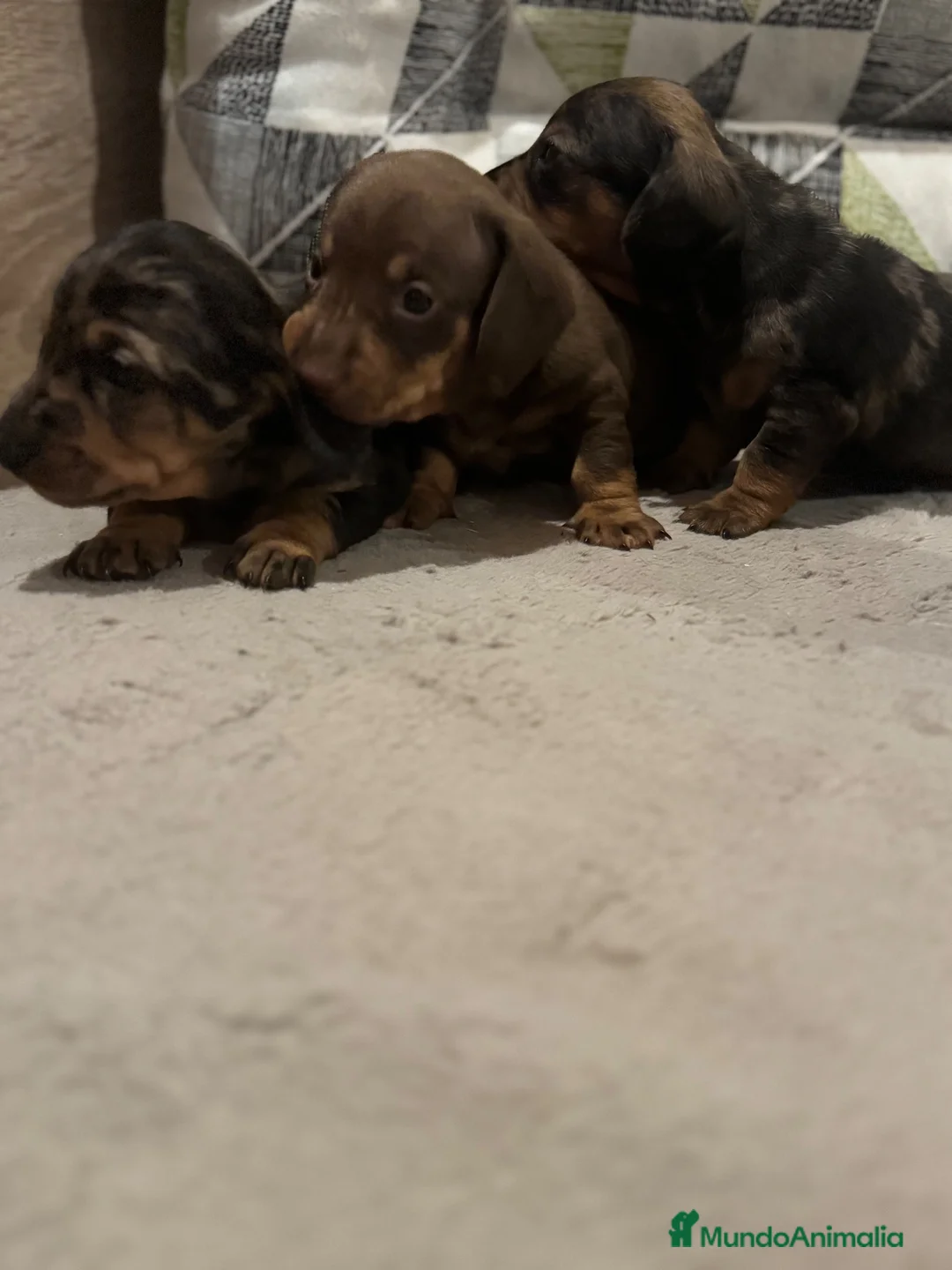 Teckel perros en venta: Nueva Camada de Teckel 🐶 - Anuncio 1