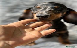 Teckel Miniatura perros en venta: TECKEL MINIATURA CAMADA DISPONIBLE - Imagen 10