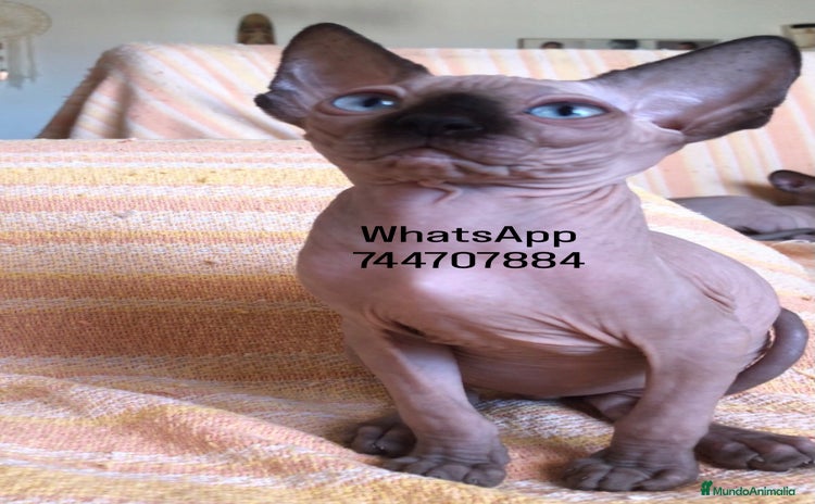 Sphynx gatos - Propaganda 1