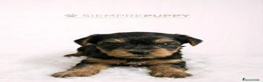 Yorkshire Terrier 1