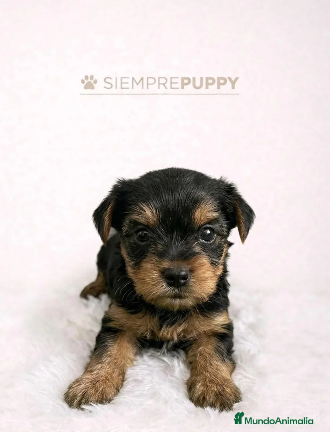 Yorkshire Terrier perros en venta: YORKSHIRE MINI TOY - Anuncio 2