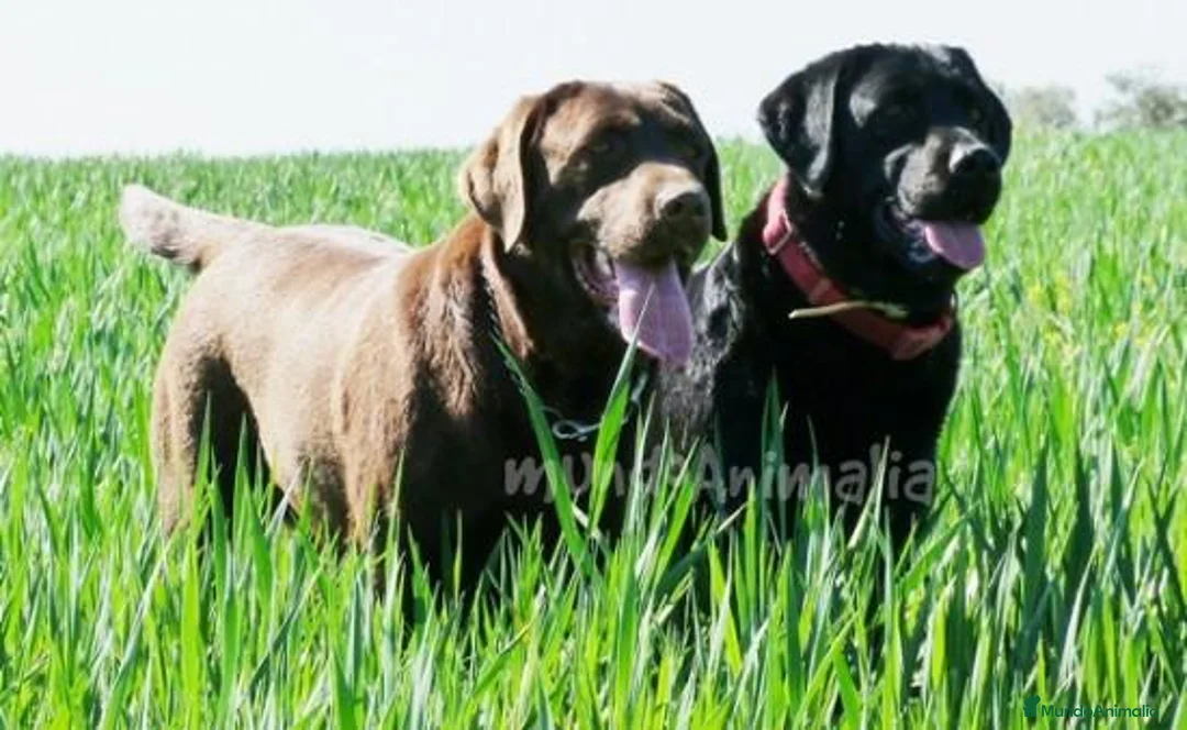 Imagen de galería {{count}}